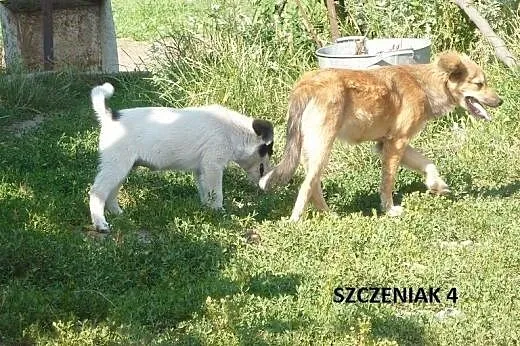 Abi - bezbronna, wystraszona, potrzebny dom lub do