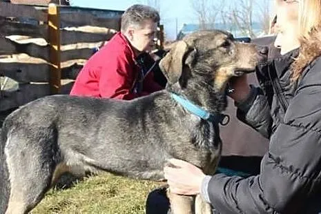 Psia przylepa, zakochany w człowieku łagodny do in