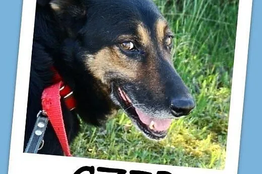 Mądry,zrównoważony w typie owczarka pies CZIP,łagodny,grzeczny.Adopcja,  łódzkie Łódź