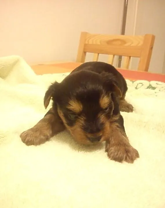 Szczeniaki Yorkshire Terrier!