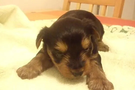Szczeniaki Yorkshire Terrier!