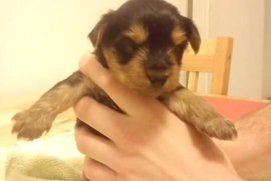 Szczeniaki Yorkshire Terrier!