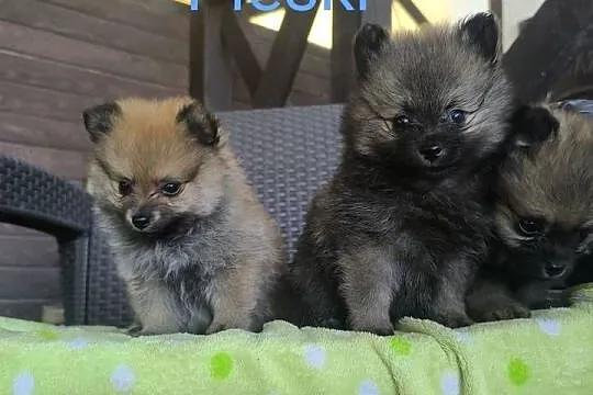 Szpic Miniaturowy Pomeranian Boo, Podkarpackie, Rzeszów