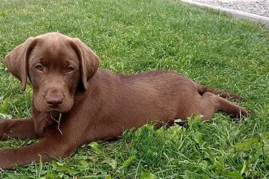 Lablador Retriever, Podkarpackie, Tarnobrzeg