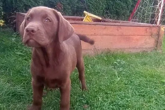 Lablador Retriever, Podkarpackie, Tarnobrzeg