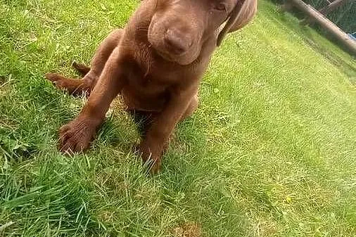 Lablador Retriever, Podkarpackie, Tarnobrzeg