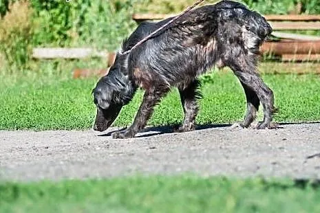 Piksel, młody przystojniak, wesoły psiak skradnie 