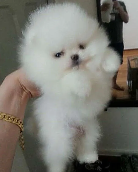 Szpic Miniaturowy Pomeranian, Śląskie, Katowice
