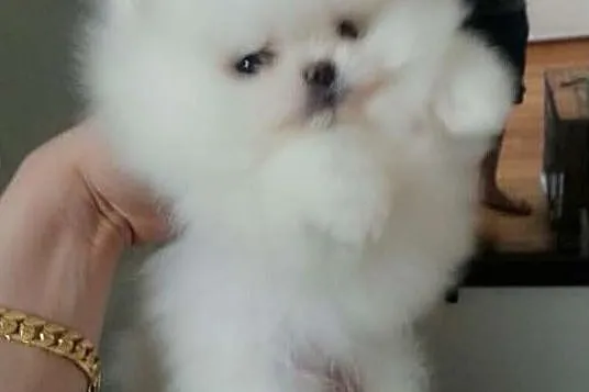 Szpic Miniaturowy Pomeranian