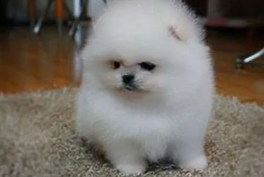 Szpic Miniaturowy Pomeranian, Śląskie, Katowice
