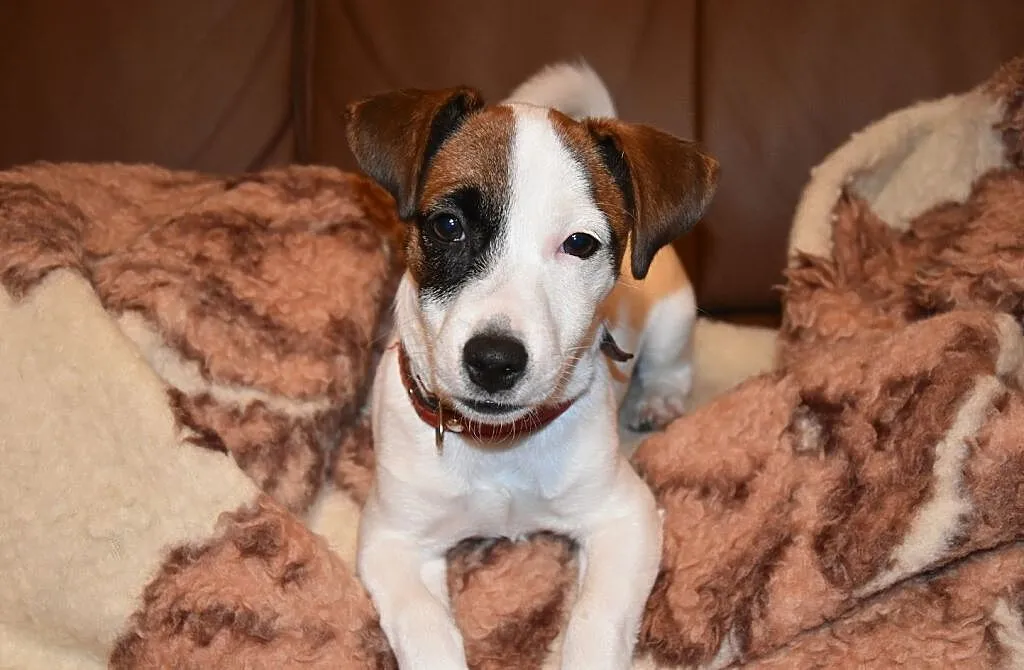Szczeniak Jack Russell Terrier, Wielkopolskie, Ostrów Wielkopolski