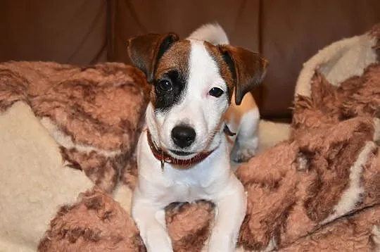 Szczeniak Jack Russell Terrier