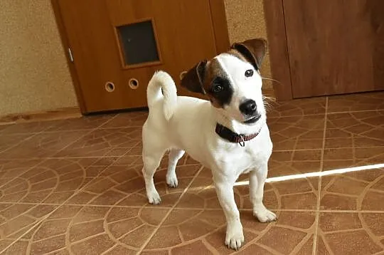 Szczeniak Jack Russell Terrier, Wielkopolskie, Ostrów Wielkopolski
