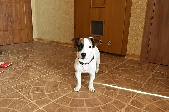 Szczeniak Jack Russell Terrier, Ostrów Wielkopolski