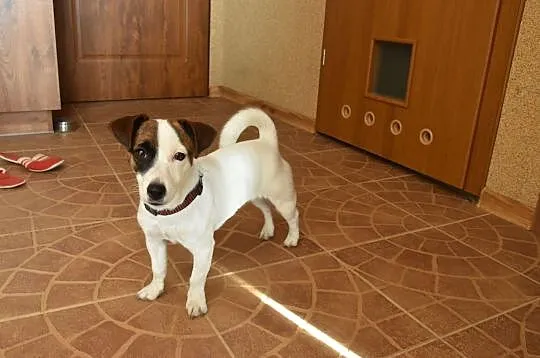 Szczeniak Jack Russell Terrier, Ostrów Wielkopolski