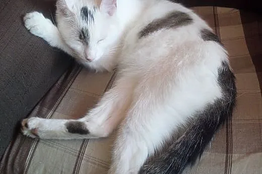 Kot szuka domu,  kujawsko-pomorskie Świecie