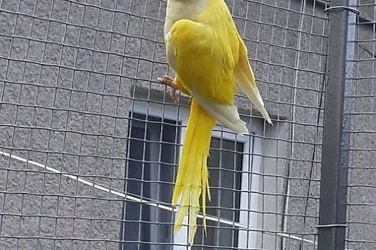Papuga mnich lutino samiec, Mazowieckie, Ciechanów
