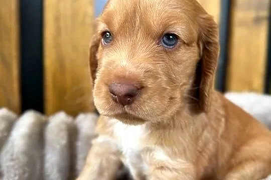 Cocker Spaniel Angielski