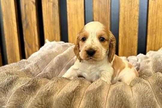 Cocker Spaniel Angielski, Opolskie, Włodary