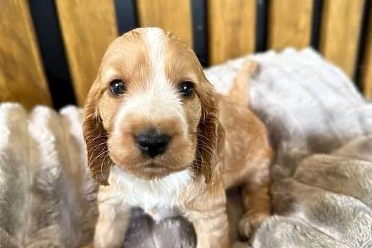 Cocker Spaniel Angielski, Opolskie, Włodary