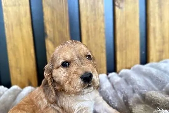 Cocker Spaniel Angielski, Opolskie, Włodary