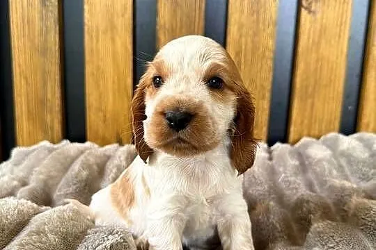 Cocker Spaniel Angielski, Opolskie, Włodary