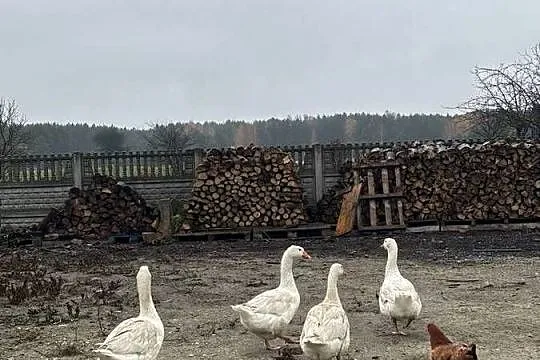 Sprzedam gęsi :) 150 sztuka, Łódzkie, Tomaszów Mazowiecki
