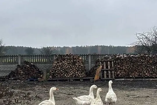 Sprzedam gęsi :) 150 sztuka, Łódzkie, Tomaszów Mazowiecki
