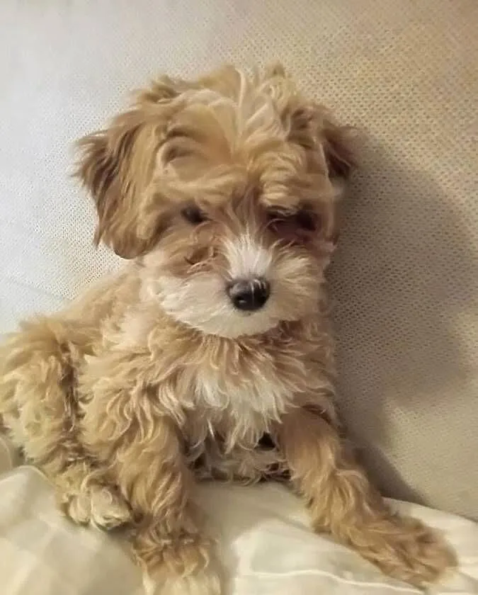 Psy Maltipoo, Małopolskie, Kraków