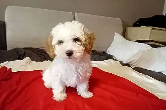 Psy Maltipoo, Małopolskie, Kraków