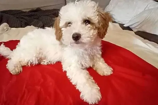 Psy Maltipoo, Małopolskie, Kraków