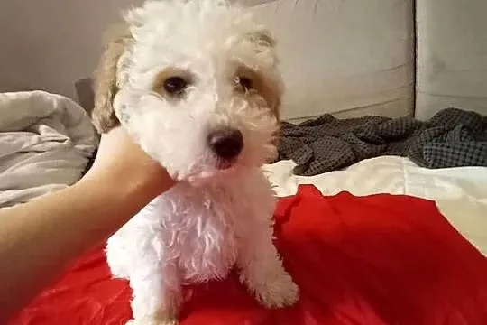 Psy Maltipoo, Małopolskie, Kraków