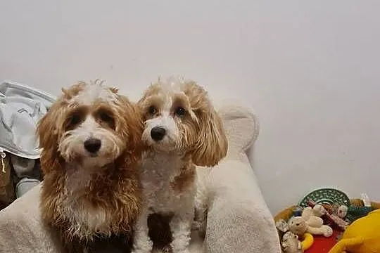 Psy Maltipoo, Małopolskie, Kraków