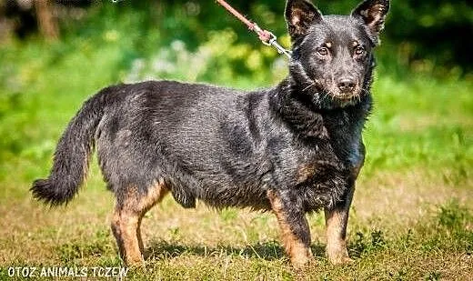 OTOZ Animals - Dumel - cudowny nieduży psiak prawd