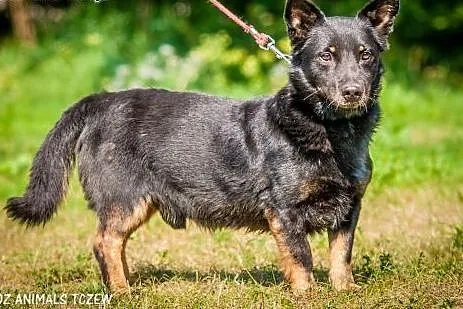 OTOZ Animals - Dumel - cudowny nieduży psiak prawd