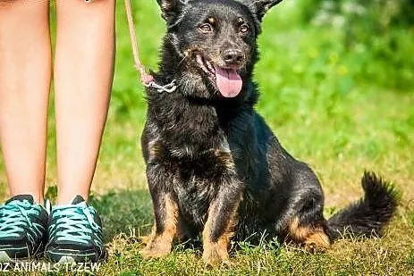 OTOZ Animals - Dumel - cudowny nieduży psiak prawd