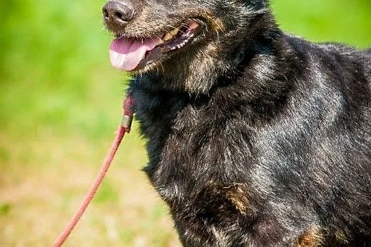 OTOZ Animals - Dumel - cudowny nieduży psiak prawd