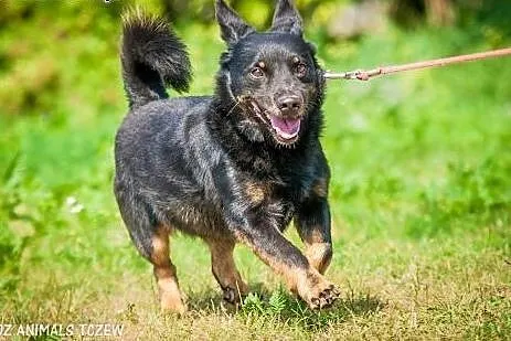 OTOZ Animals - Dumel - cudowny nieduży psiak prawd