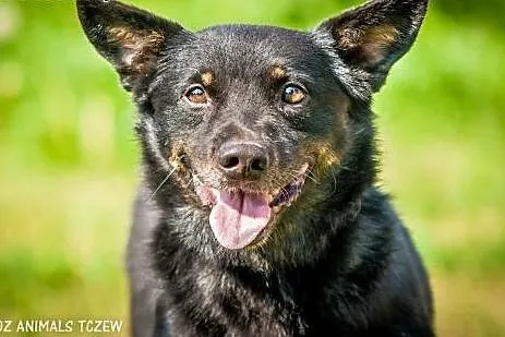 OTOZ Animals - Dumel - cudowny nieduży psiak prawd