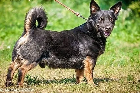 OTOZ Animals - Dumel - cudowny nieduży psiak prawd