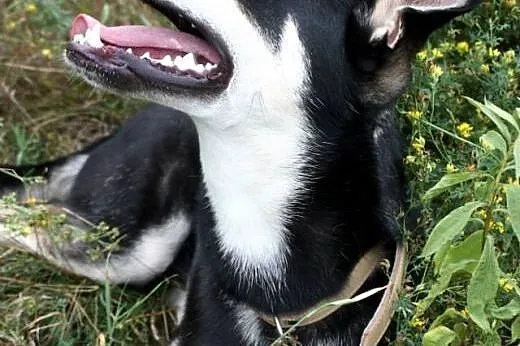 Fiona- Twój wierny czworonóg od zaraz! Przygarnij!
