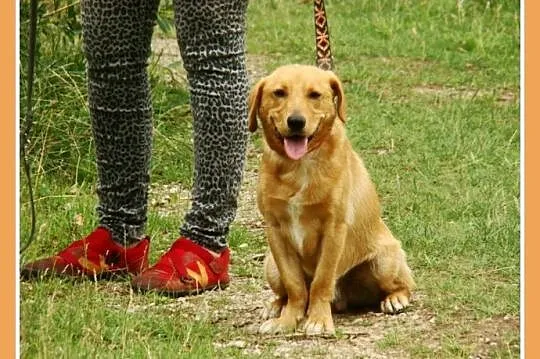 Średni,młodziutki 1 rok,wesoły,przyjacielski, piesek PIASEK_Adopcja_