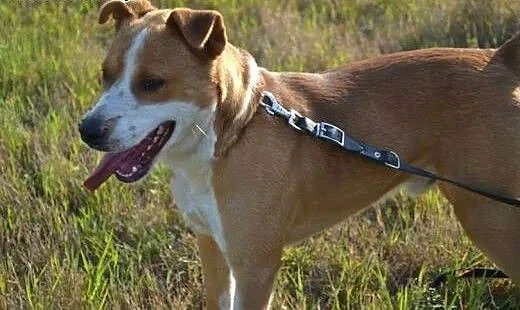 Energiczny Bongo czeka na dobrego człowieka, lube