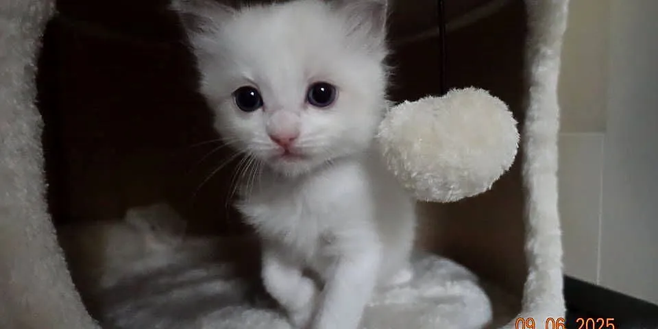 Kotek Ragdoll Bicolour Blue, Dolnośląskie, Wrocław