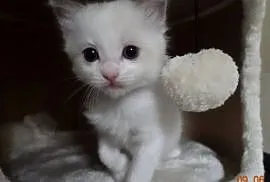 Kotek Ragdoll Bicolour Blue