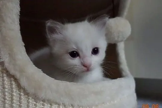 Kotek Ragdoll Bicolour Blue, Dolnośląskie, Wrocław