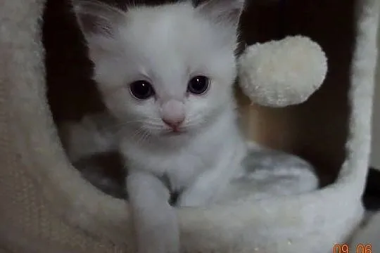 Kotek Ragdoll Bicolour Blue, Dolnośląskie, Wrocław