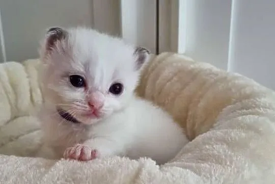 Kotek Ragdoll Bicolour Blue, Dolnośląskie, Wrocław