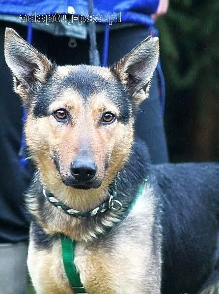 HEKSA - owczarkowata, sympatyczna sunia do adopcji