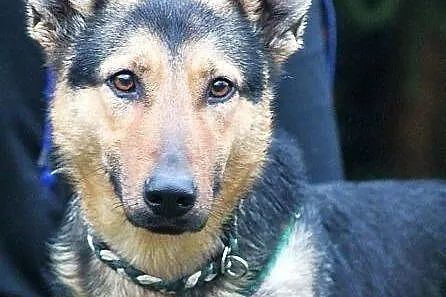 HEKSA - owczarkowata, sympatyczna sunia do adopcji